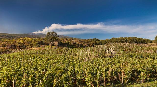 Vigneto sull'Etna della Cantina Benanti