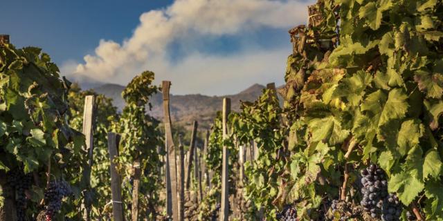 Vigneto sull'Etna della Cantina Benanti