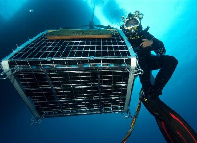 Il progetto "Orygini" punta all'esame dell'evoluzione dei vini durante la loro permanenza sott'acqua, attraverso l'analisi di campioni prelevati da sommozzatori specializzati che scenderanno nelle profondità del mare, mese dopo mese...