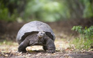 Scoperta una testuggine gigante in una grotta di Bagheria