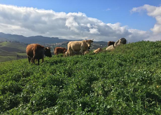 Dalla Regione Siciliana un aiuto concreto ad agricoltori e allevatori