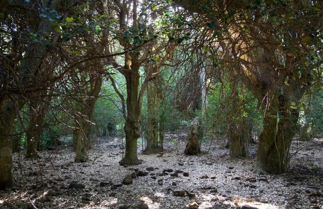 Piano Pomo, Castelbuono
