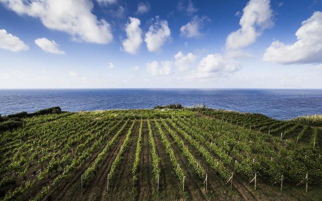 La più innovativa Carta dei vini al mondo è quella della Tenuta Capofaro
