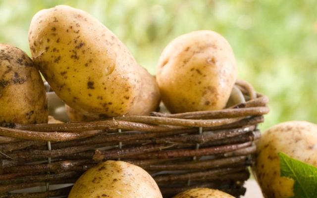 Il momento della raccolta delle patate di montagna dei Nebrodi va da fine agosto a fine settembre, un periodo in cui, altrove, le patate fresche non esistono...