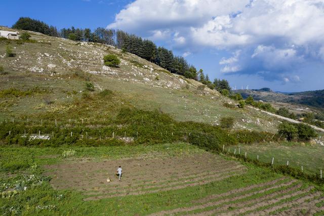 Campo coltivato a patate di montagna dei Nebrodi - ph Oliver Migliore
