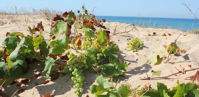 L'inzolia cresce spontanea tra le dune di Menfi - ph sikeliakali