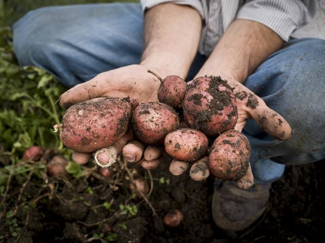 Le patate di montagna dei Nebrodi sono un nuovo Presidio Slow Food