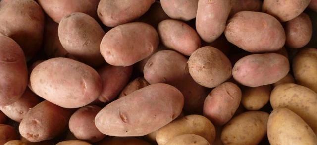 La patata con la buccia rosa si presta a essere fritta, cotta al forno e in padella. La patata con la buccia gialla è ideale per arricchire minestroni, zuppe e frittate. Il "biancone" in cucina si usa perlopiù per minestroni e zuppe.