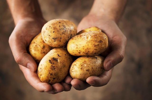 Le patate dei Nebrodi si seminano a maggio e vengono raccolte a fine estate, quando lasciano posto nel terreno ad altre colture...