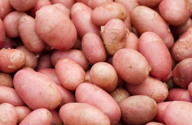 Le patate di montagna dei Nebrodi sono tre ecotipi locali, frutto di una costante selezione dei contadini, che fin dall'Ottocento li hanno conservati e trasmessi di generazione in generazione...