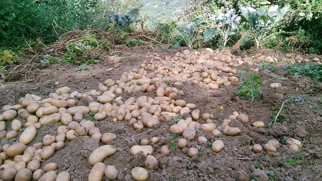 Raccolta delle patate di montagna dei Nebrodi a Ucria