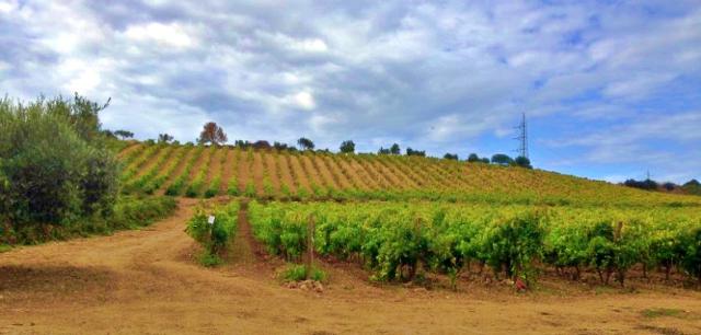 Campo Biesina, Marsala - Centro Regionale Vivaio " Federico Paulsen"