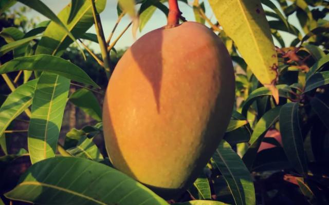 Lo sapevate che una delle capitali del mango si trova in Sicilia?