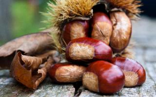 Un autunno senza castagne sarebbe meno autunno...