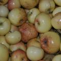 La Sicilia che resiste nei Presìdi Slow Food