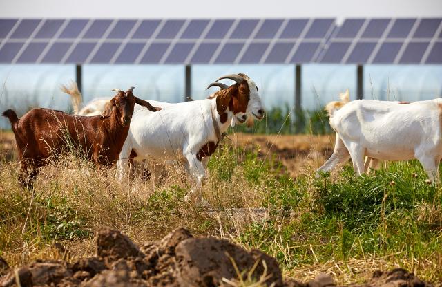 Nel Ragusano, e più precisamente a Scicli, si sta costruendo la prima comunità energetica agricola italiana...