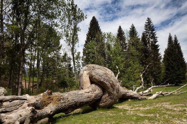 Arte Sella, un progetto in cui arte e scienza, poesia e tecnica dialogano per immaginare un nuovo futuro - Vincitore del bando 2022