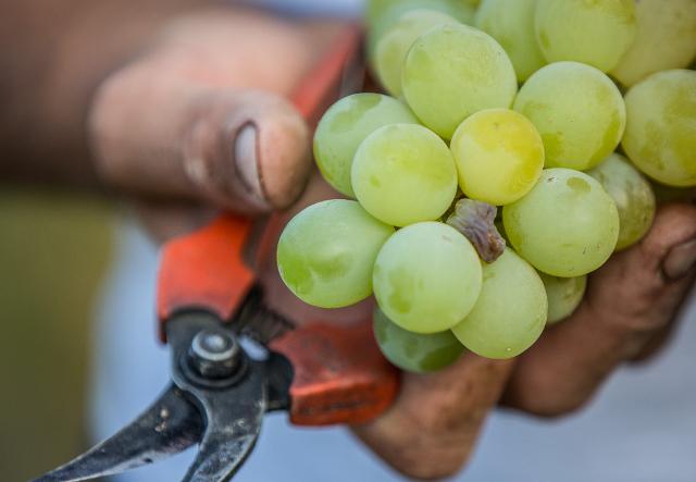 Un grappolo di uva zibibbo che diventerà uva passa