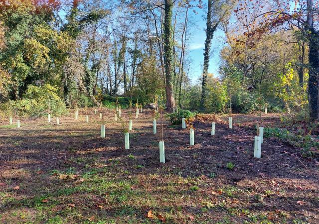 50 nuovi alberi nel Parco Naturale dei Nebrodi