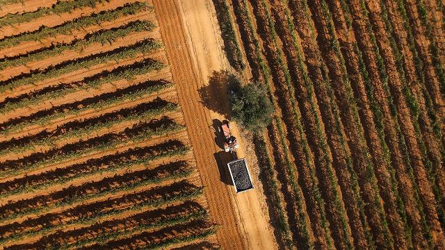 La cura del vigneto Mandrarossa