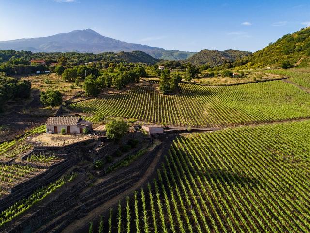 I vigneti dell'azienda "Serafica Terra di Olio e Vino" di Nicolosi