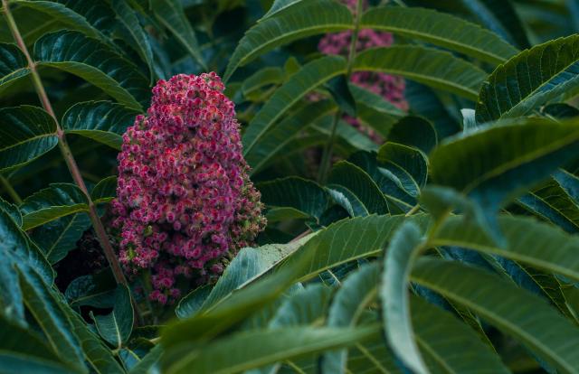 Il sommacco siciliano Il sommacco siciliano