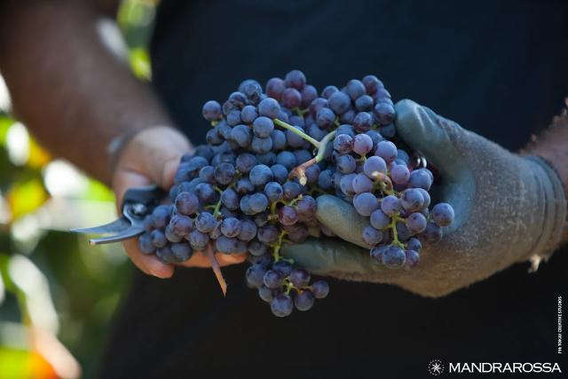 Per la realizzazione di Cartagho è stata creata una comunità nella comunità: 4 viticoltori che condividono la visione di Mandrarossa e seguono un protocollo agronomico particolare volto alla salvaguardia di un altrettanto particolare ecosistema che garantisce la produzione di uve straordinarie.