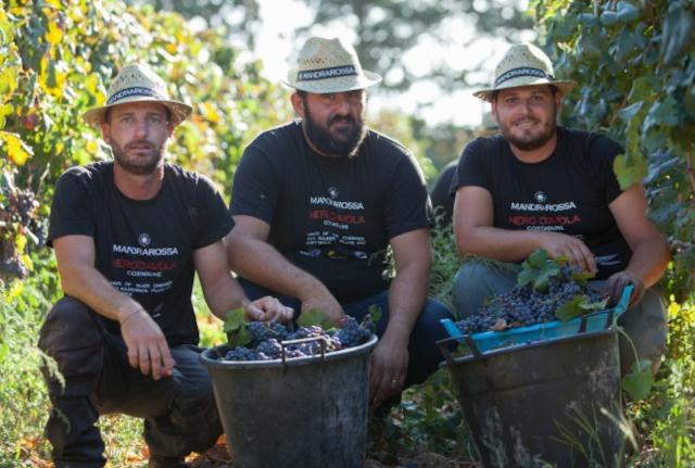 La cura continua del vigneto permette al team Mandrarossa di evitare l'uso di prodotti impattanti quali i diserbanti o i trattamenti fungini, se non per casistiche eccezionali...