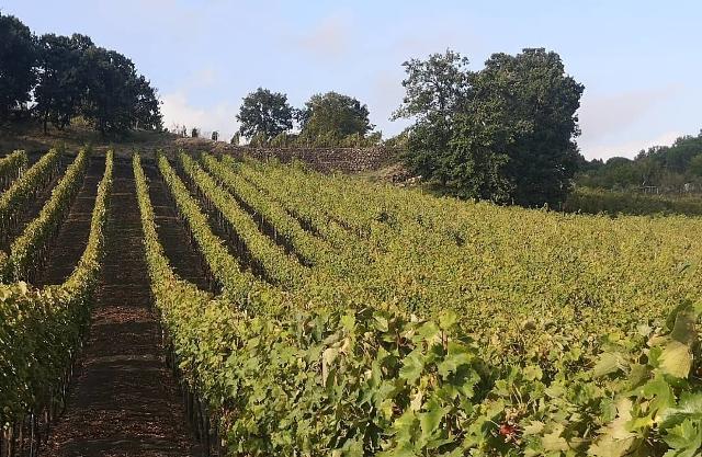 I vigneti dell'azienda "Serafica Terra di Olio e Vino" di Nicolosi