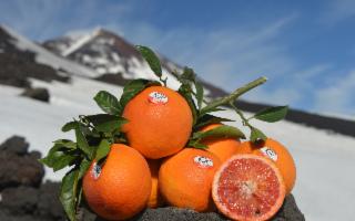 Via alla vendita dell'Arancia Rossa di Sicilia IGP!