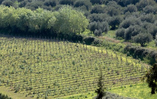 Vigneto Mamertino DOC (Gaglio Vignaioli)