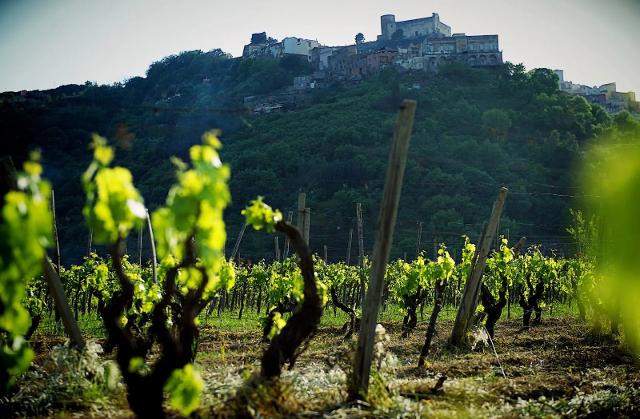 Vigneto di Mamertino DOC