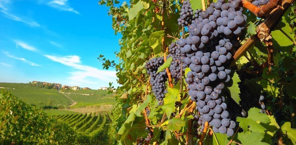 È nato il Consorzio Doc Mamertino, piccolo gioiello della storia vitivinicola messinese