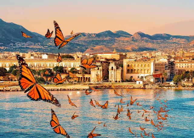 Le farfalle sono tornate a Palermo, a casa loro...