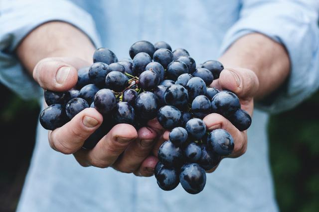 sagra-della-vendemmia-a-pedalino-rg