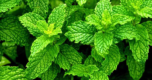 MENTA PIPERITA