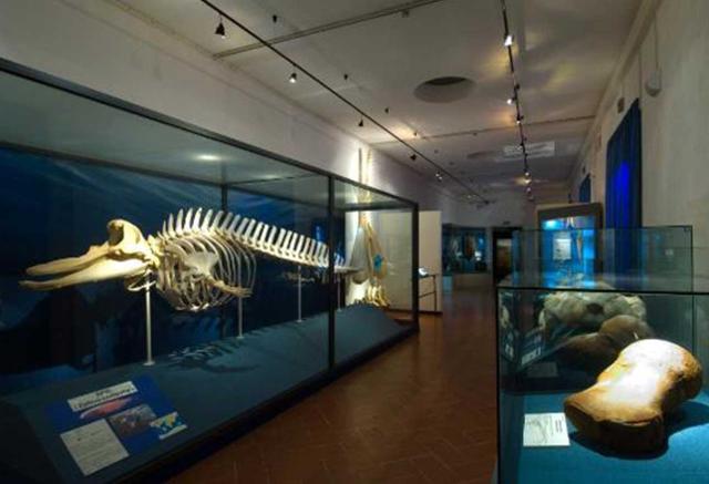 Museo Civico di Storia Naturale di Comiso