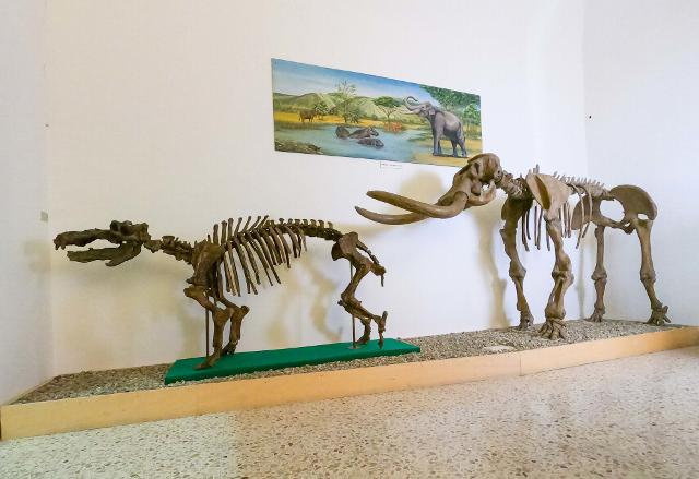 Museo Civico di Storia Naturale di Comiso