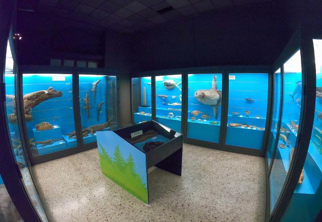 Museo Civico di Storia Naturale di Comiso