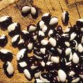 La Sicilia che resiste nei Presìdi Slow Food