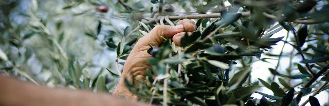 Progetto Smart Up - "Miglioramento della Competitività e Sostenibilità delle Filiere mediterranee agroalimentari attraverso il Recupero di Scarti e Sottoprodotti, la Tutela della Biodiversità e lo Sviluppo di nuovi Prodotti"
