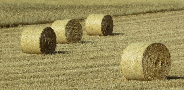 La Banca nazionale delle Terre Agricole (BTA) di Ismea La Banca nazionale delle Terre Agricole (BTA) di Ismea