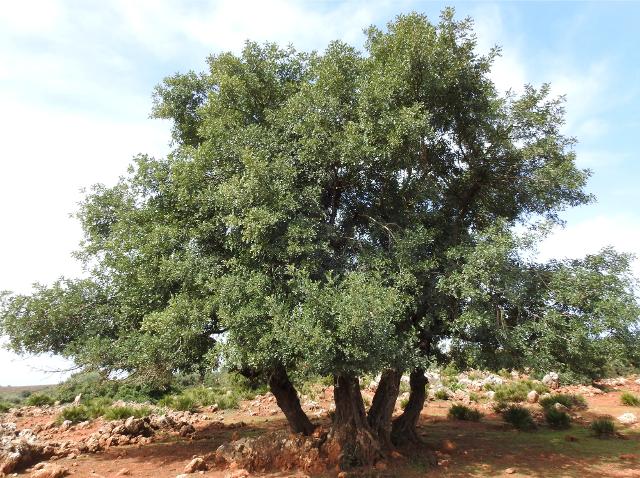 Radicepura Festival il 21 novembre celebra l'albero di Carrubo