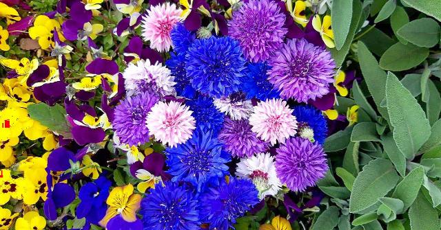 Progetto Smart Up - "Miglioramento della Competitività e Sostenibilità delle Filiere mediterranee agroalimentari attraverso il Recupero di Scarti e Sottoprodotti, la Tutela della Biodiversità e lo Sviluppo di nuovi Prodotti"