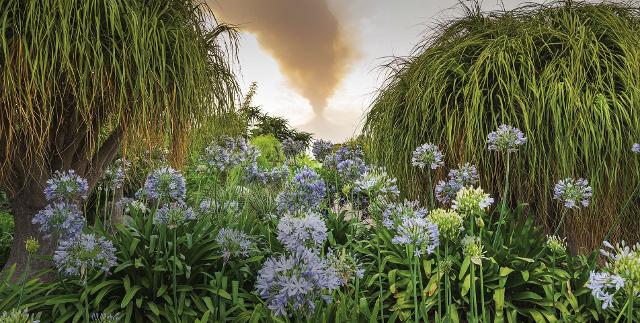 "Chaos (and) Order in the Garden" - Radicepura Garden Festival 2025