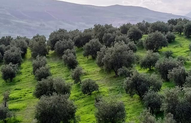 Consegnati al Comune di Collesano 600 litri di ''olio antimafia''