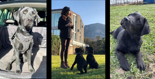 I labrador retrivier addestrati al "plastic free"