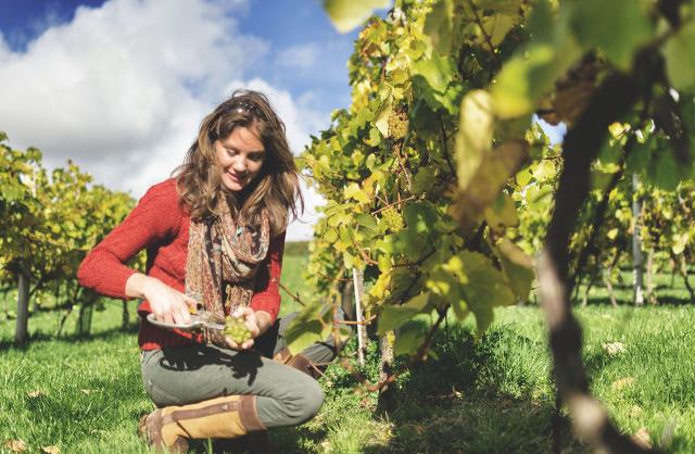 Le uve per fare un "vino naturale" provengono da vigneti coltivati senza uso di sostanze chimiche di sintesi (diserbanti, pesticidi, …) Le uve per fare un "vino naturale" provengono da vigneti coltivati senza uso di sostanze chimiche di sintesi (diserbanti, pesticidi, …)
