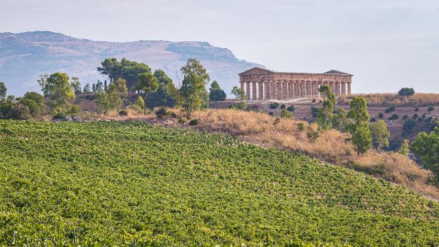 I vigneti delle Tenute Orestiadi con vista sul Tempio di Segesta