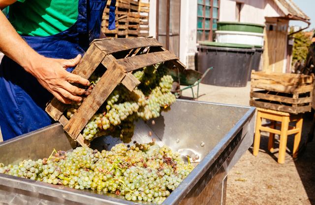 Il vino è espressione del territorio da cui proviene: deve dirci qualcosa sulla cultura del luogo e delle persone che lo producono... Il vino è espressione del territorio da cui proviene: deve dirci qualcosa sulla cultura del luogo e delle persone che lo producono...